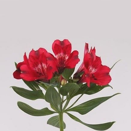 Alstroemeria Noize