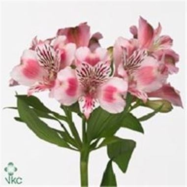 Alstroemeria Panorama