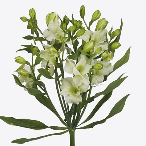 Alstroemeria Paradiso