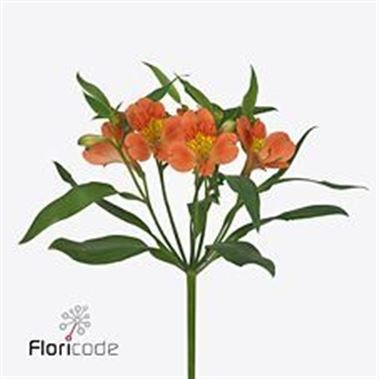 Alstroemeria Party