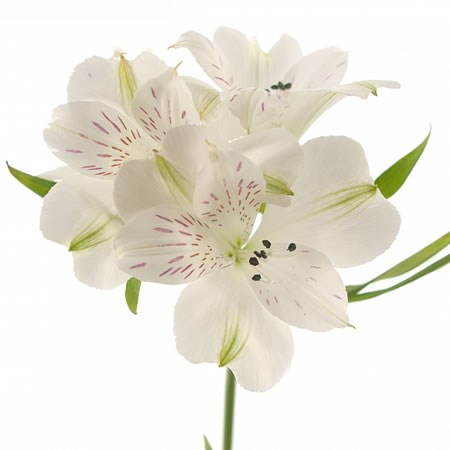 Alstroemeria paxi