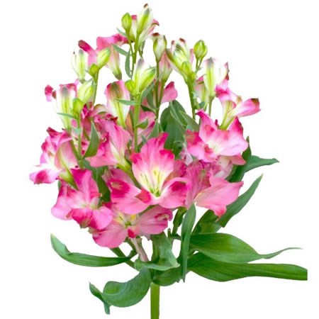 Alstroemeria Pink Lady