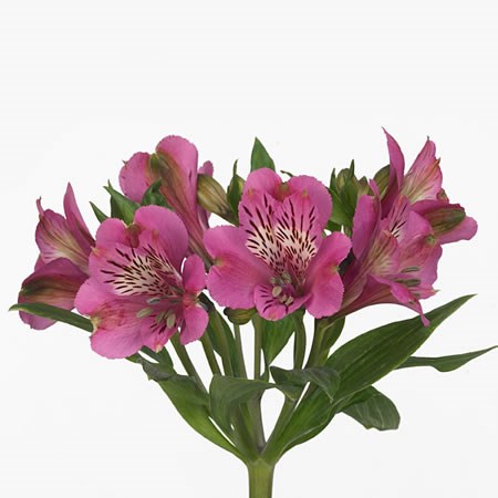 Alstroemeria Pink Valley