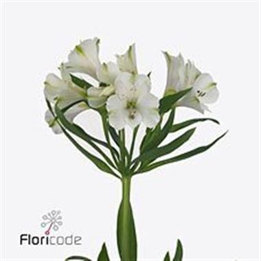Alstroemeria Popping