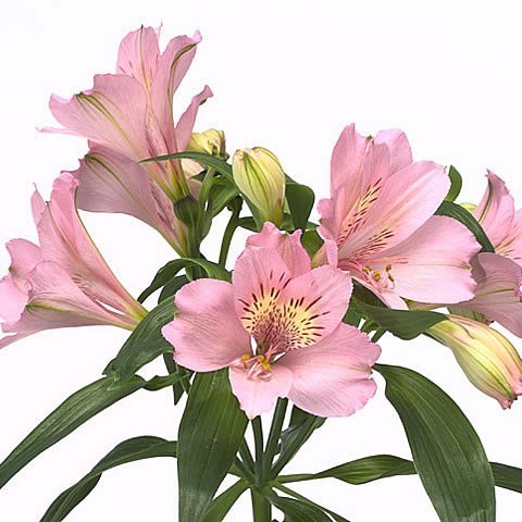 Alstroemeria Primadonna