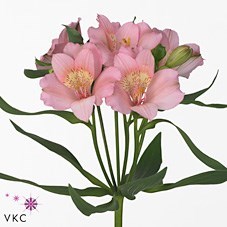 Alstroemeria Primadonna
