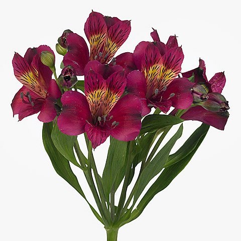 Alstroemeria Purple Valley