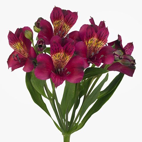Alstroemeria Purple Valley