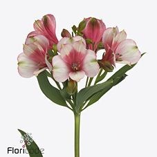 Alstroemeria Ranomi
