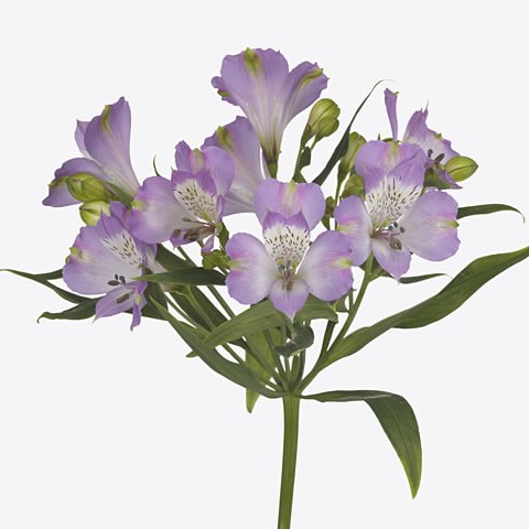 Alstroemeria Riverdance