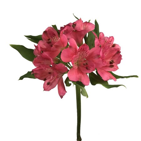 Alstroemeria Rome