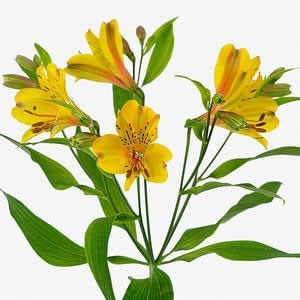 Alstroemeria Senna