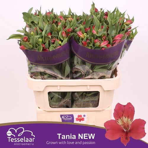 Alstroemeria Tania