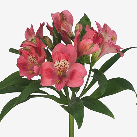 Alstroemeria Temptation