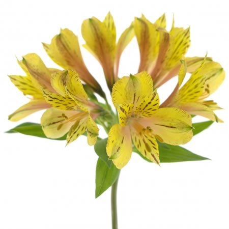 Alstroemeria Tiger