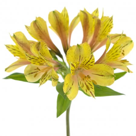 Alstroemeria Tiger