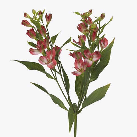 Alstroemeria Tinto