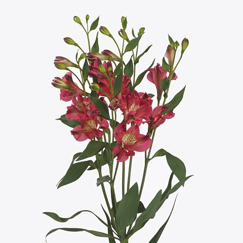 Alstroemeria Toledo