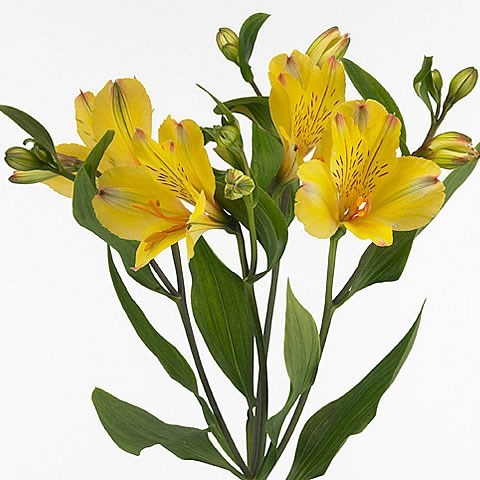 Alstroemeria Tonatiuh