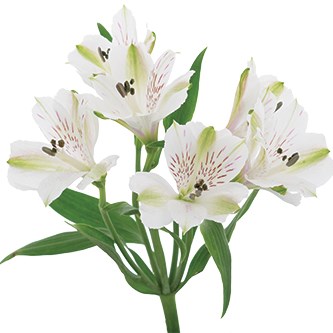 Alstroemeria Virginia