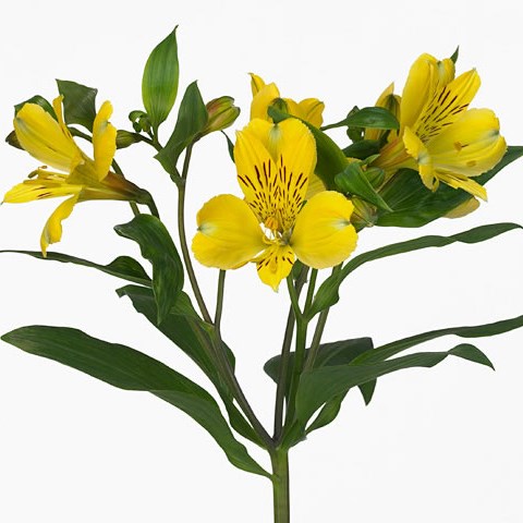 Alstroemeria Voyager