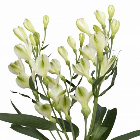 Alstroemeria White Pearls