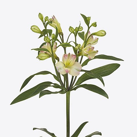 Alstroemeria Yucatan