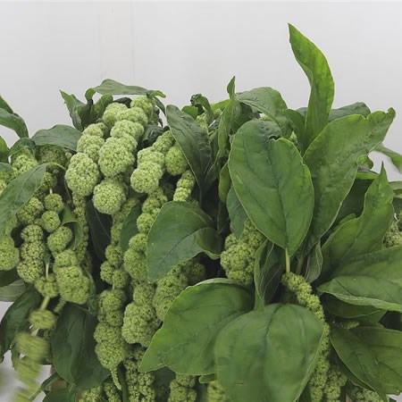 Amaranthus Bob Marley Green