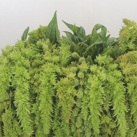 Amaranthus Green Spider (Hanging)