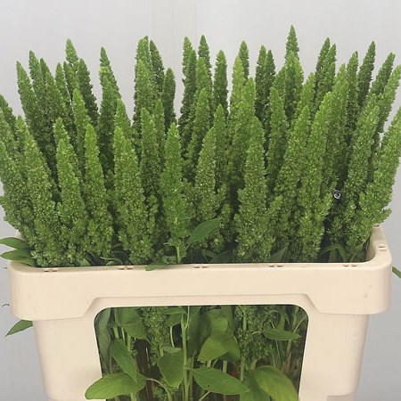 Amaranthus Green Thumb