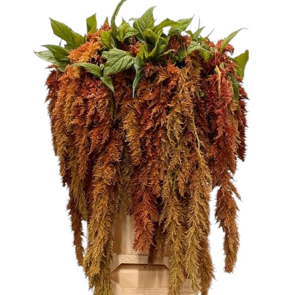 Amaranthus Hanging Brown Spider