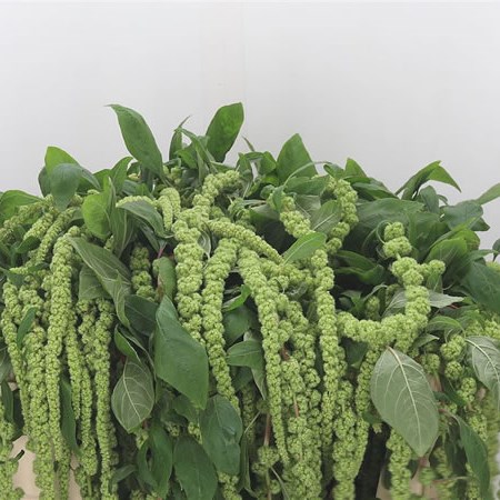 Amaranthus Hanging Green (Fine)