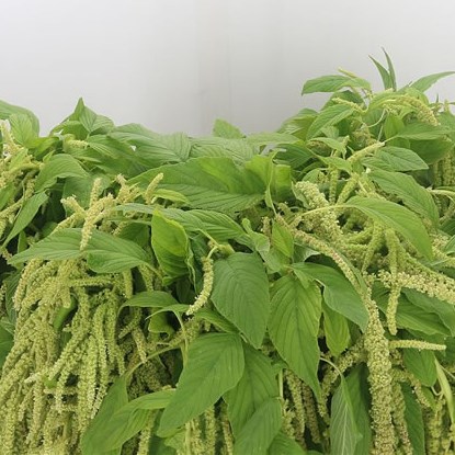 Amaranthus Hanging Green (Fine)
