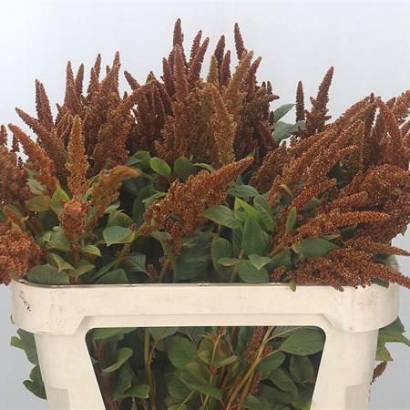 Amaranthus Hot Biscuits