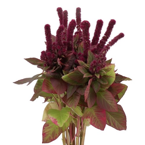 Amaranthus Red Cathedral
