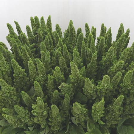 Amaranthus Upright Green