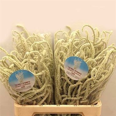 AMARANTHUS YEARMING DESERT CREAM