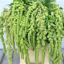 Amaranthus cycloop