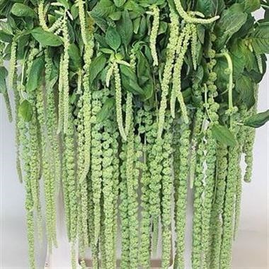 AMARANTHUS GREEN HANGING