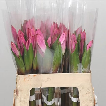 Amarcrinum Pink