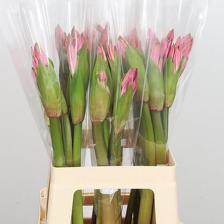 Amarcrinum Pink