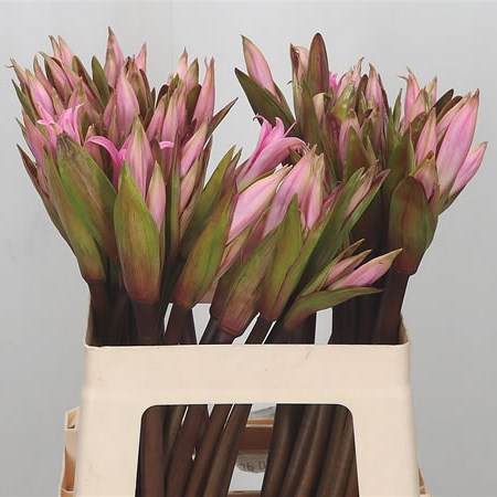 Amarcrinum St Belladonna
