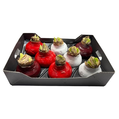 Amaryllis Bulbs - Waxed Mix