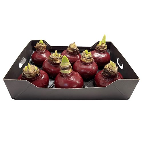 Amaryllis Bulbs - Waxed Bordeaux