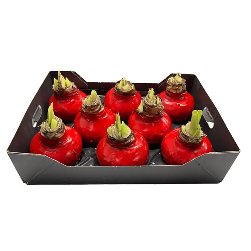 Amaryllis Bulbs - Waxed Christmas Red