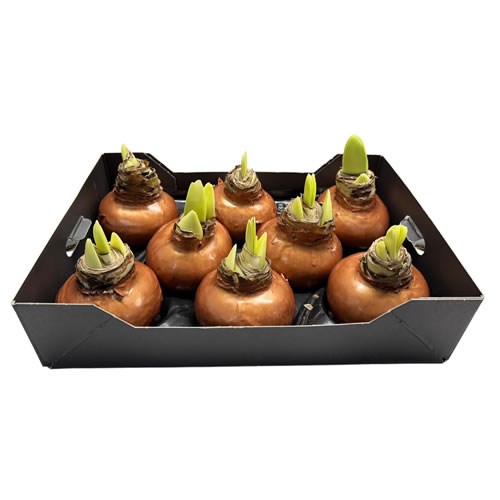 Amaryllis Bulbs - Waxed Copper
