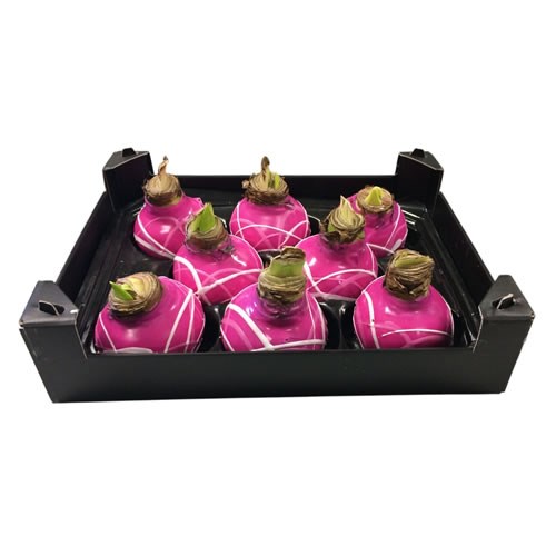 Amaryllis Bulbs - Waxed Fuchsia & Stripes