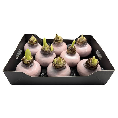 Amaryllis Bulbs - Waxed Ivory