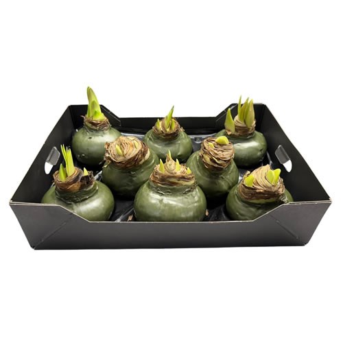 Amaryllis Bulbs - Waxed Olive Green