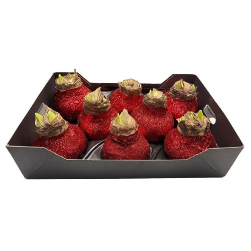 Amaryllis Bulbs - Waxed Red Topline Glitter